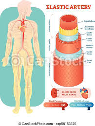 In a cross section of a bone we can see two types of bone tissue: Elastic Artery Anatomical Vector Illustration Cross Section Circulatory System Blood Vessel Diagram Scheme On Human Body Canstock