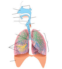 The primary organs of the respiratory system are the lungs, which function to take in oxygen and expel carbon dioxide as we breathe. Understanding The Respiratory System Interactive Tutorial Sciencemusicvideos