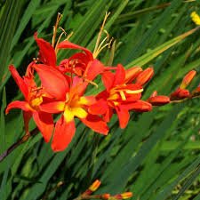 Image result for Crocosmia