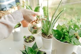 Check spelling or type a new query. 8 Pokok Hiasan Yang Terbaik Untuk Rumah Anda Perancang Hartanah