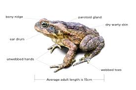 Friendly toad control one of the best ways to get rid of garden toads around your garden or landscape is to make it less attractive to toads. Pet Owners Beware Are Poisonous Toads Invading Your Yard Island Environmental