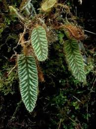 Image result for Elaphoglossum