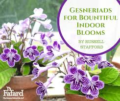 Image result for Streptocarpus acicularis