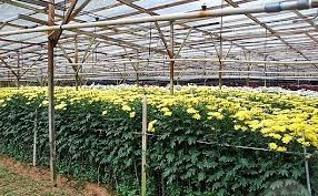 Chrysanthemum Cultivation Information Guide Agri Farming