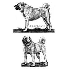 Pin On Kangal