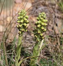 Image result for Corycium dracomontanum