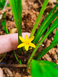 Image result for Curculigo