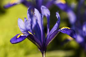 Purple haze shades of purple purple yellow periwinkle soft purple pretty flowers wild flowers yellow flowers colorful roses. 22 Purple Flowers For Gardens Perennials Annuals With Purple Blossoms