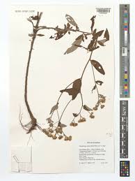 Image result for Gutenbergia rueppellii