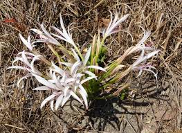 Image result for Crinum rautanenianum