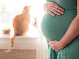Ogrenelim Hamilelikte Kedi Be Patiliyo Com