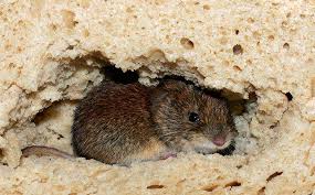 Read of some household remedies to get rid of pests. Kenmore Wa Pest Control Pest Management In Washington
