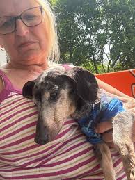 ETA:: Hi Everybody. Just an update that our Sweet Sweet Osborne crossed the  rainbow bridge