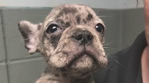 Check spelling or type a new query. Those Poor Puppies Humane Society Sheriff React To Theft Of 10 French Bulldogs In Ottawa County Wzzm13 Com