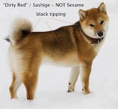 Дата начала вчера в 23:04. Shiba Inu Coats 101 My First Shiba Inu Shiba Inu Shiba Shiba Inu Puppy