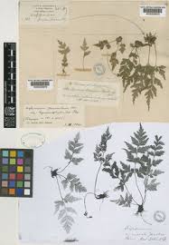 Image result for Asplenium pumilum