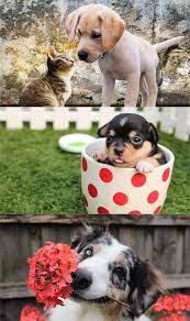 Puppy Wallpapers Hd Puppy Wallpaper Cute Dogs And Puppies Dog Wallpaper