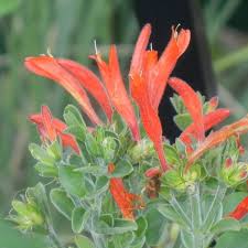 Image result for Dicliptera verticillata