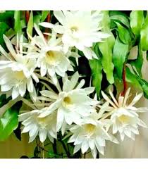 Image result for Ophrypetalum