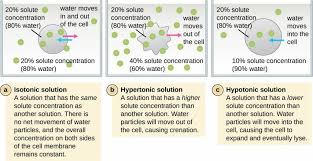 Isotonic Vs Hypotonic Vs Hypertonic Solution Hypotonic Vs Hypertonic Nursing Notes Plant And Animal Cells