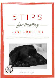5 Tips For Treating Dog Diarrhea Dog Has Diarrhea Dog Remedies Dogs