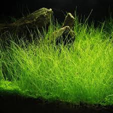 Image result for Eleocharis variegata