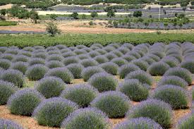 Isparta merkezden lavanta kokulu köy'e toplu taşıma ile gelmek isteyenler ise isparta garaj'dan #fotoğraf: Keciborlu Nun Lavanta Tarlalari Fotograflar Trt Avaz