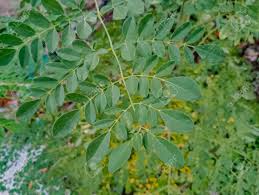 Image result for Moringaceae