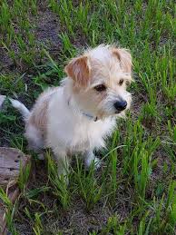 Also known as the jack tzu, the jack russell shih tzu mix is a cross between a jack russell terrier and a shih tzu dog. Shih Tzu And Jack Russell Terrier Mix Online