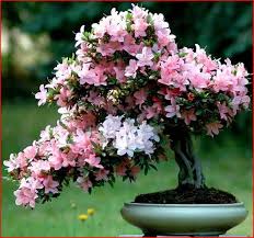 Image result for ‫بونسای‬‎