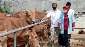 Alat yang digunakan haru terbuat dari besi, seperti golok dan pisau. Syarat Bagi Seorang Muslim Yang Ingin Berkurban Ini Hewan Yang Boleh Digunakan Untuk Kurban Tribunnews Com Mobile