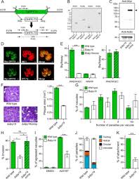 Cells are the smallest units of life. C Mannosylation Of Toxoplasma Gondii Proteins Promotes Attachment To Host Cells And Parasite Virulence Journal Of Biological Chemistry