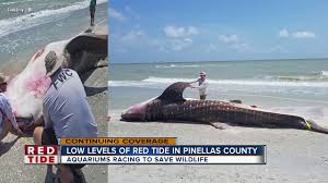 It produces brevetoxins — powerful and potent neurotoxins — that can kill marine animals and be harmful to humans. Sea Turtles And Dolphins Impacted By Red Tide In Manatee County Youtube