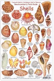 Shell Species Related Keywords Suggestions Shell Species