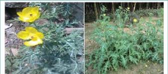Check spelling or type a new query. A Mexicana L Papaveraceae Prickly Annuals Flowers Bright Yellow Download Scientific Diagram