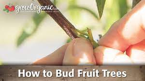 We are just coming to the end of one of the main parts of the production process for our deciduous fruit trees. How To Bud Fruit Trees Youtube