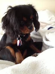 Black And Tan Cavalier King Charles Spaniel Puppies For Sale Near Me Ckcs Coco Cute Black And Tan Puppy King Charles Cavalier Spaniel Puppy Cavalier King Charles King Charles Dog