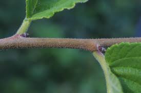 Image result for Ulmaceae