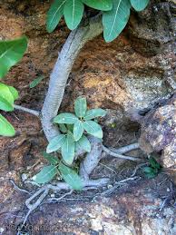 Image result for Ficus glumosa