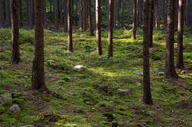 The forest free download is a survival video game developed and published by endnight games. Forest Free Stock Photo Libreshot