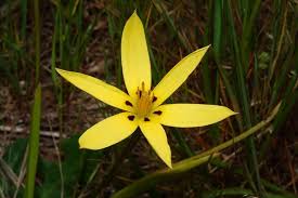 Image result for Hypoxidaceae