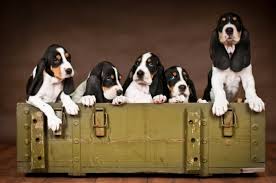 Image result for švycký honič