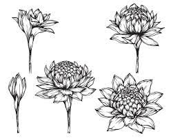 Torch Ginger Flower Ginger Flower Flower Drawing Images