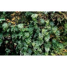Image result for Hymenophyllum tunbridgense