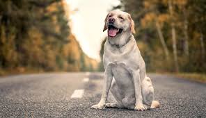 It is also known as a borador. Border Collie Lab Mix Incredible Breed Facts You Didn T Know