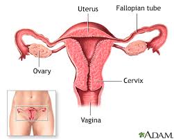 The internal parts of female sexual anatomy (or what's typically referred to as female) include: Birth Control Pill Series Normal Female Anatomy Medlineplus Medical Encyclopedia