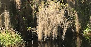 He loves any type of game (virtual, board, and anything in between). What Is Spanish Moss Trivia Questions Quizzclub