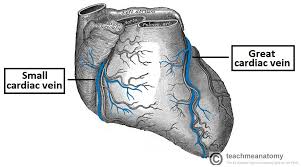 Veins are blood vessels that bring blood back to the heart and drain blood from organs and limbs. Vasculature Of The Heart Teachmeanatomy