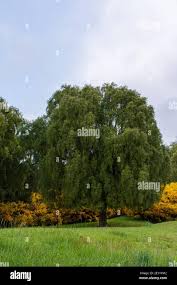 Image result for Maytenus chasei