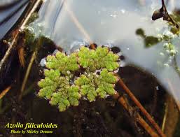 Image result for Azolla